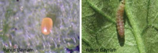 Domates güvesi yumurtası ve larvası